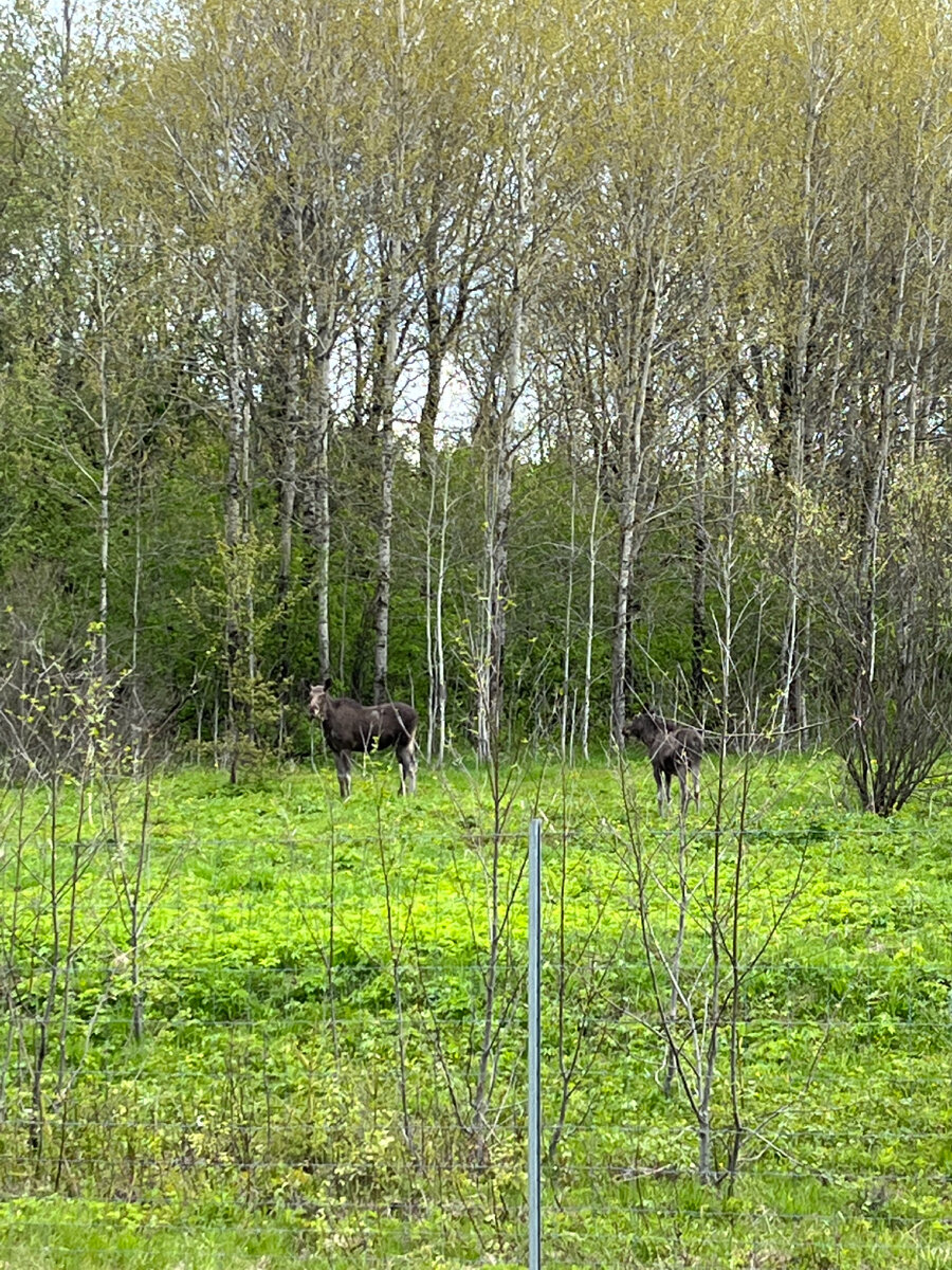 Один совсем маленький , другой подросток 🦌