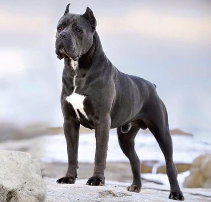 Изображение из интернета. Собака породы кане корсо