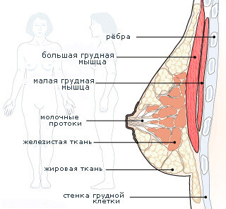 Строение молочной железы 