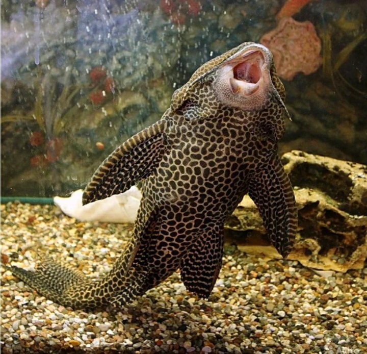 Когда увидел каплю нутеллы на дне банки.