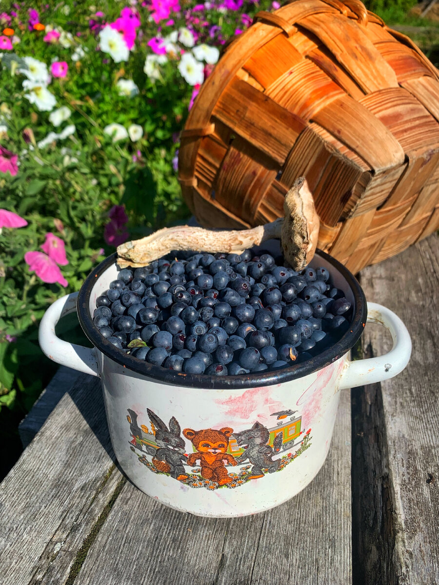 Летние бонусы пребывания в северной деревне 