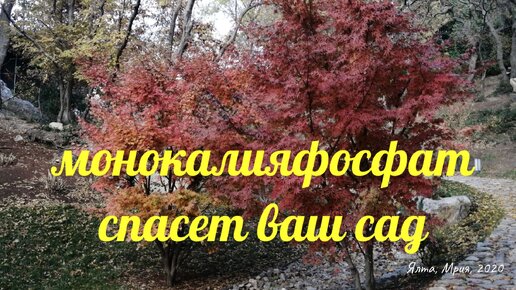 Не вымерзнет ни одно дерево, а впереди лютая зима!!! монокалияфосфат спасет ваш сад в прямом смысле этого слова!!!