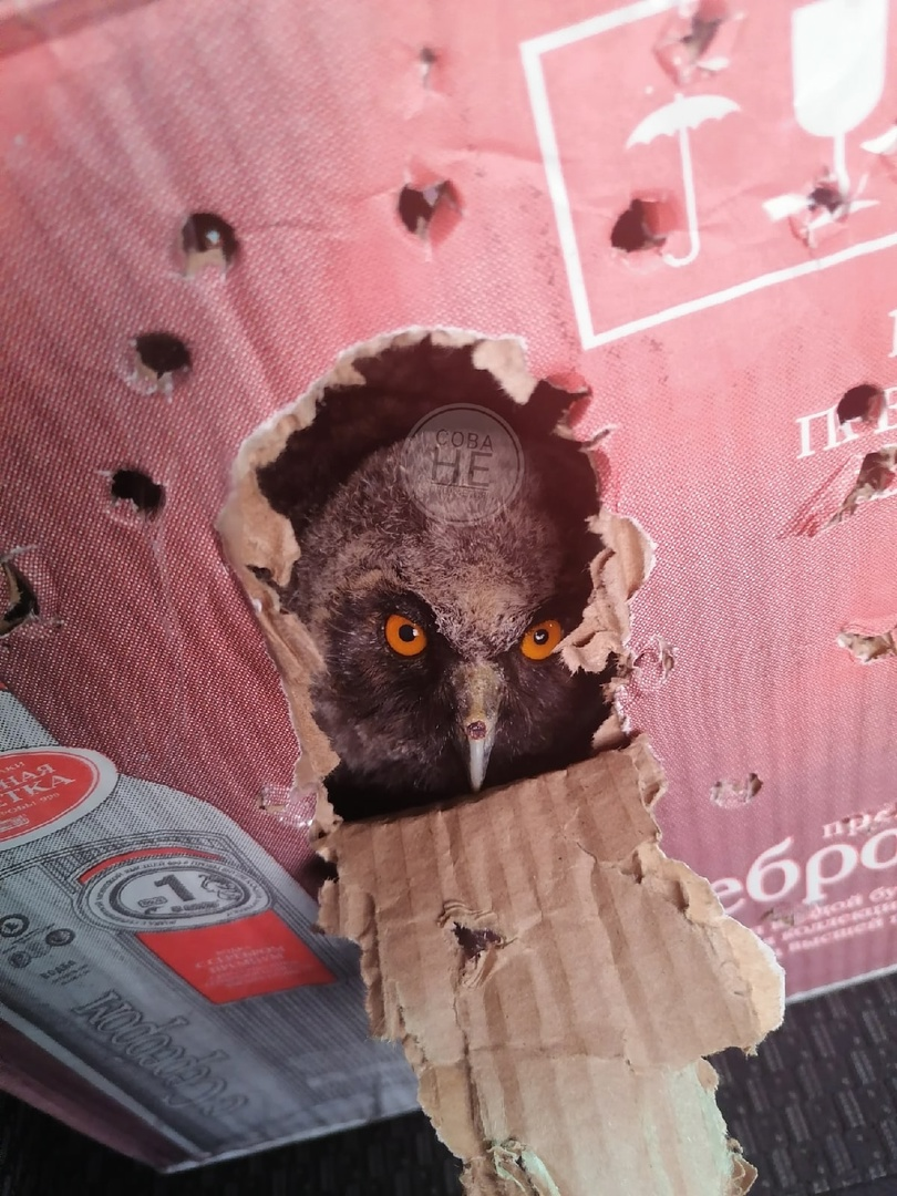 Вот такой чертик в табакерке. Сунули ему палец и испугались - думали, кусается, а это он палец за еду принял.