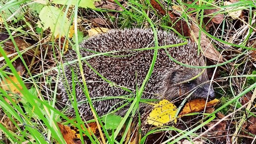 Ежик чихнул и пукнул одновременно. Звукоподражание для дошкольников. По колючей бегает ежик тропинке. Рассказ сладкова бежал ежик по дорожке. Еж пробежал 2 3 4.