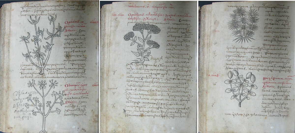 Страницы травника 1534г