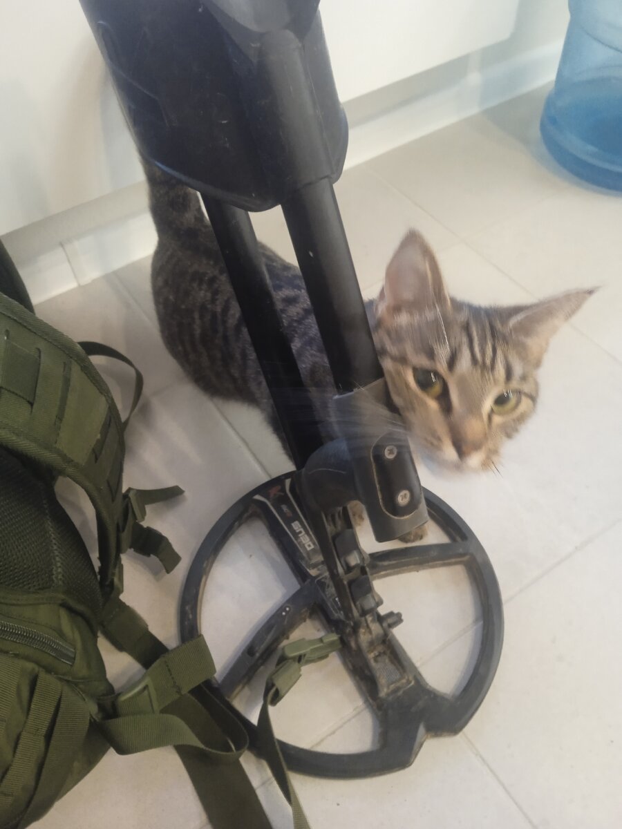 Старшая живность давно привыкла к тому, что от моих раннеутренних сборов ожидать особо нечего. А младшая пока проверяет, что и как. Контролирует, так сказать, процесс.