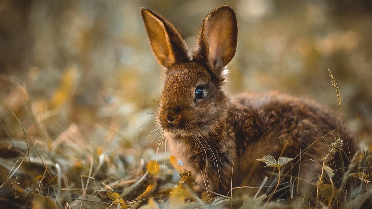 Начинался заячий промысел. Фото: pxhere.com