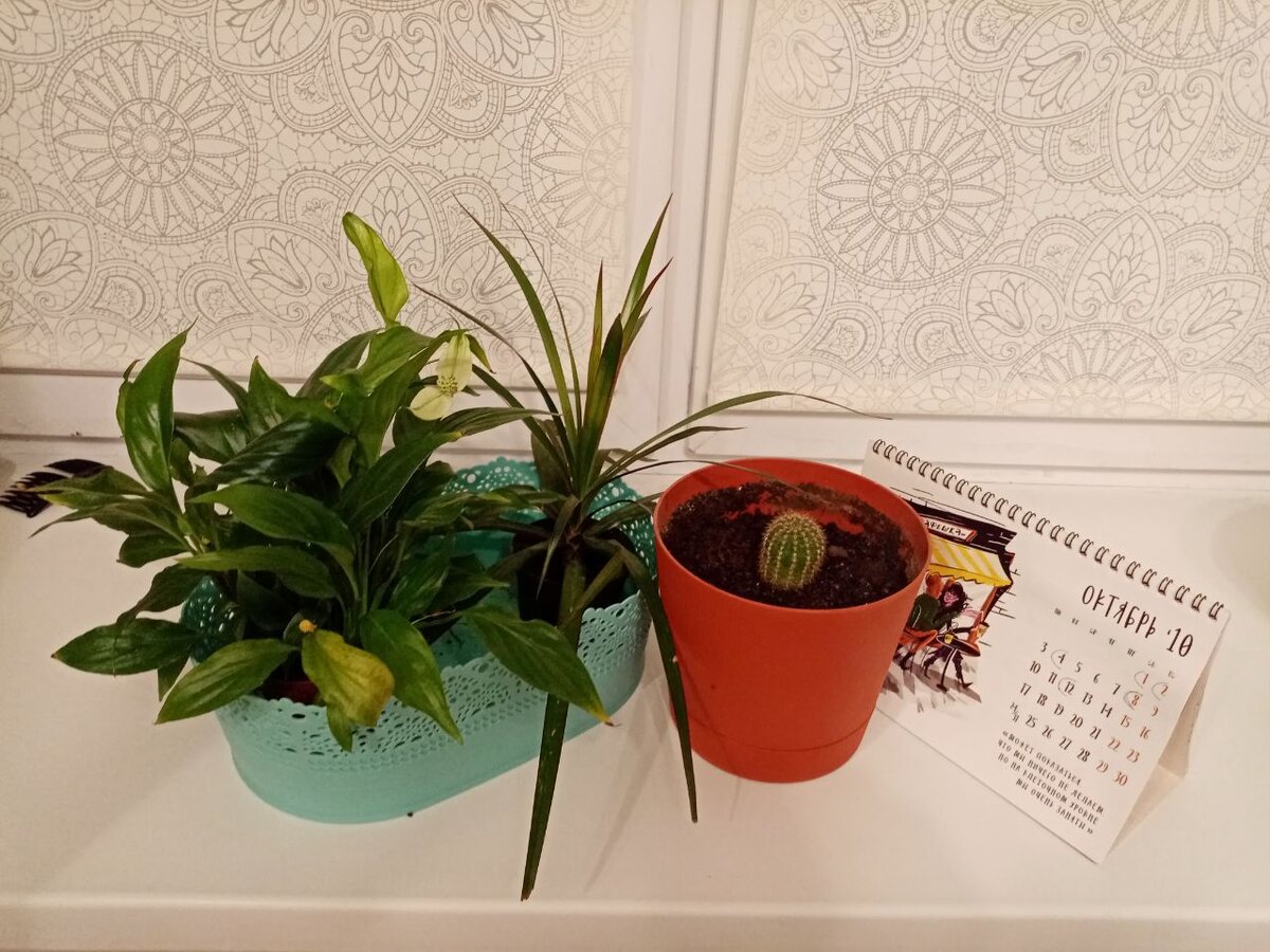 Очередное "женское счастье" и неженский, но, надеюсь, счастливый - кактус.