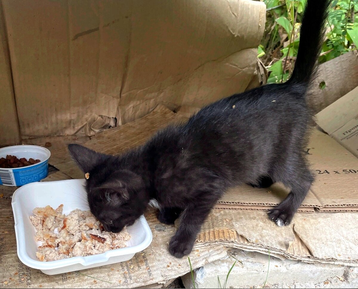 Уличный котенок Агата стоит на пороге счастья | КОТОСПАС Чусовой | Дзен