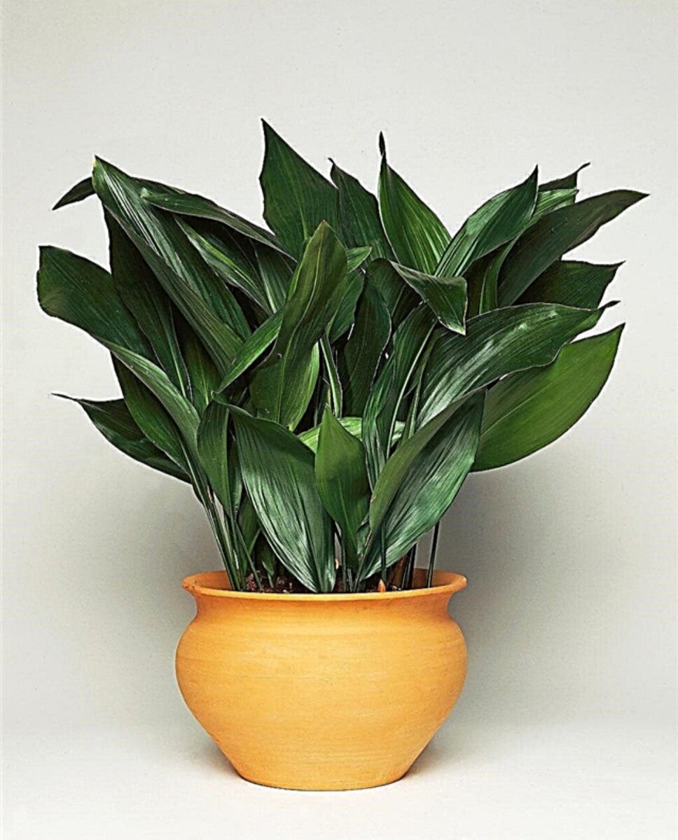 Аспидистра