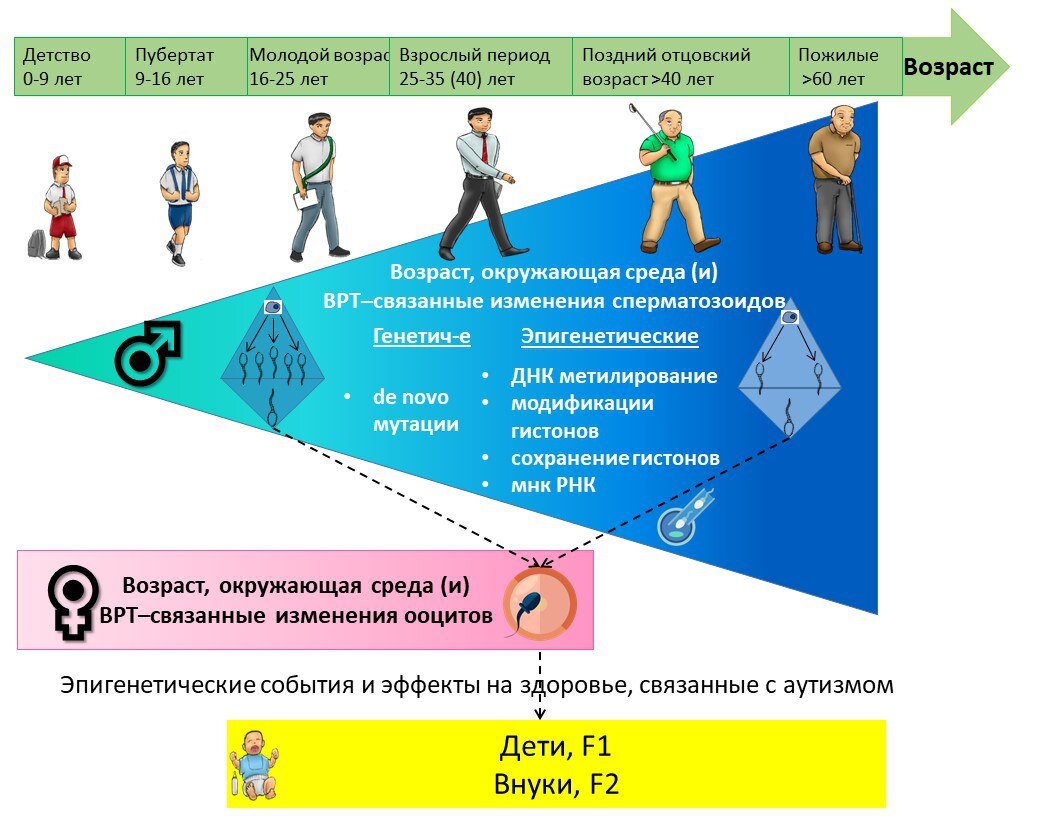 Наиболее важные факторы со стороны отца и матери, влияющие через изменения в половых клетках на здоровье детей. Источник: Ashapkin et al. / Hum. Reprod. Update, 2022