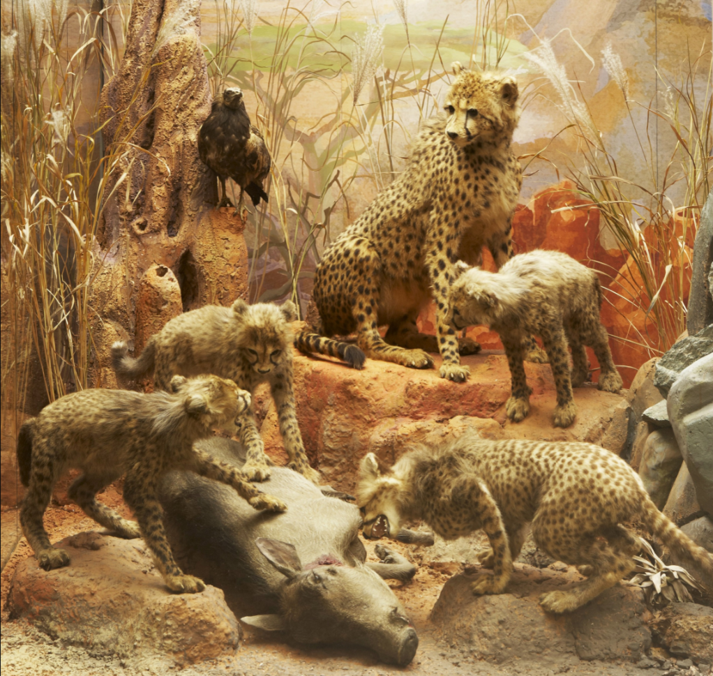 Самка гепарда с детенышами в витрине зала "Многообразие жизни". Дарвиновский музей