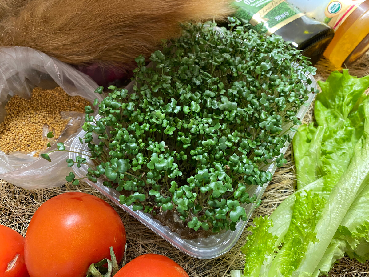 Проростки брокколи