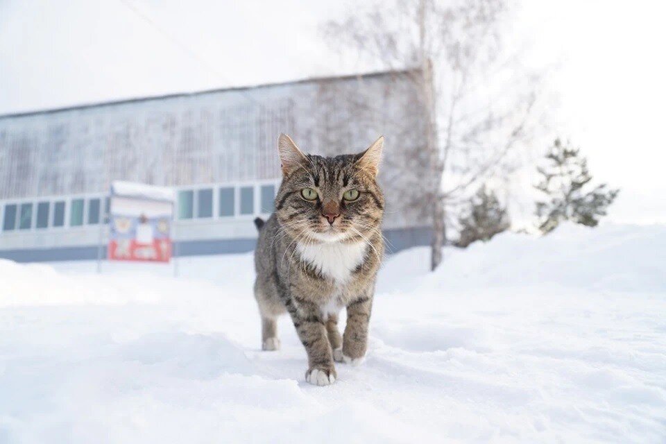     «Желтый» уровень погодной опасности в Москве продлили до вечера 4 февраля Алексей БУЛАТОВ