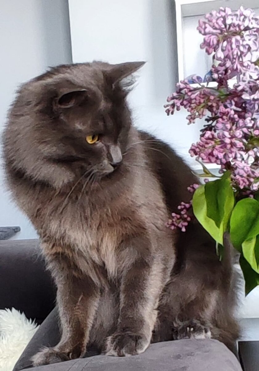 Просто очень красивый кот с красивой сиренью