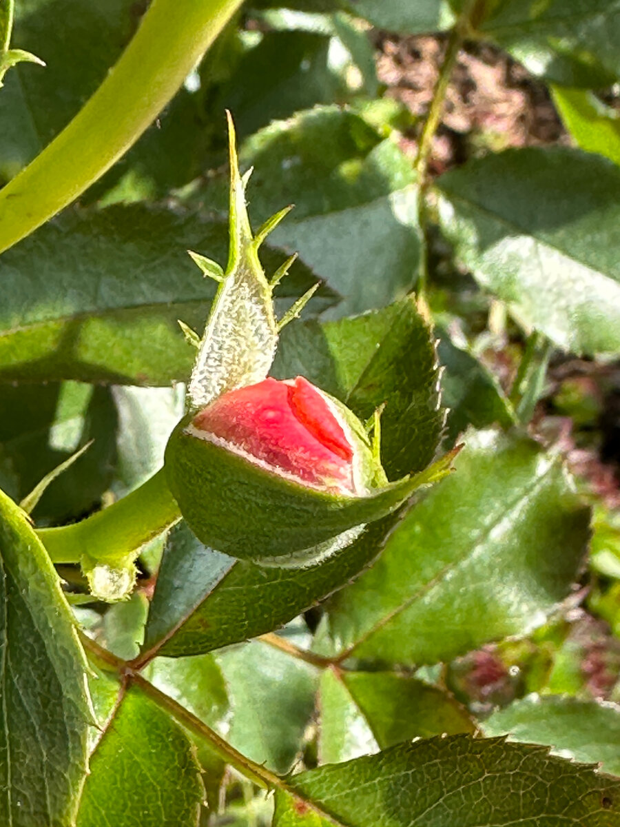 Тут - из числа главных в саду, популярных и узнаваемых.