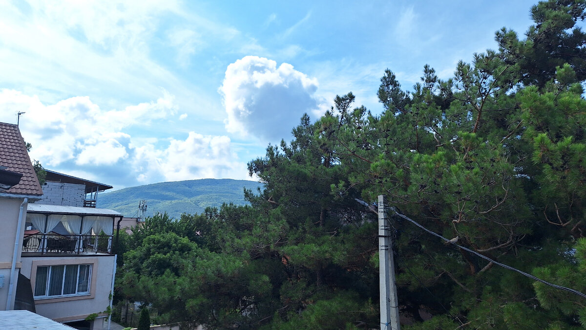 Вид с гостевого домика на сосны и горы