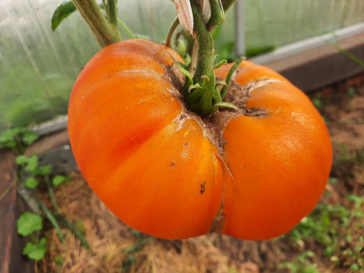 томаты монстр отзывы