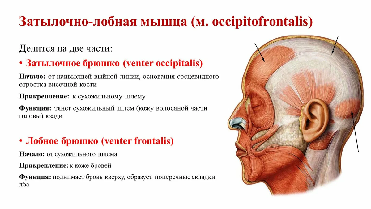 Молодое лицо, без морщин, отеков, нависаний, оплывов, но не всегда человек может молодость лица сохранить. И чем дальше, тем глубже на лице становятся морщины, отеки сильнее, и даже веки нависают.-2