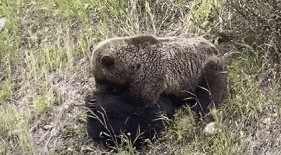   Susan Griffith / Facebook*