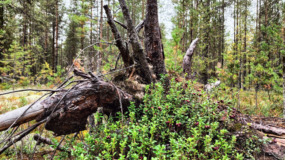 Тайга олег из коми. Будни олега на природе в коми. Будни олега на природе в коми. Будни олега на природе в коми. Будни олега на природе в коми.