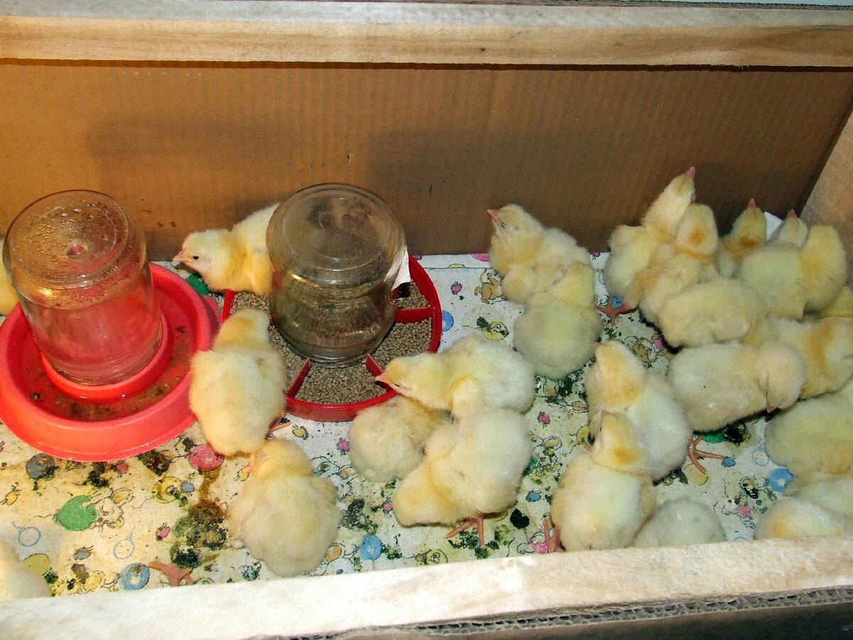 Вчерашние бройлеры