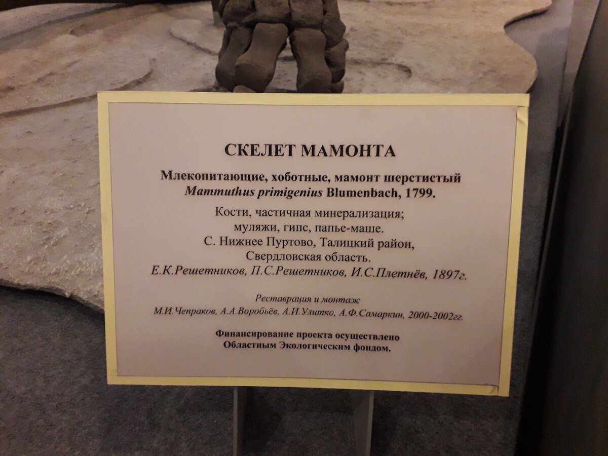 Скелет мамонта нашли под Талицей. Фото автора.