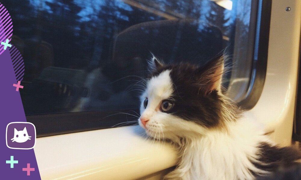 Что нужно для перевозки кошки в поезде? 