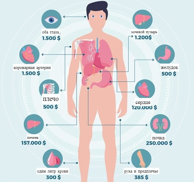 Самый дорогой орган человека — цена в рублях официально и на черном рынке