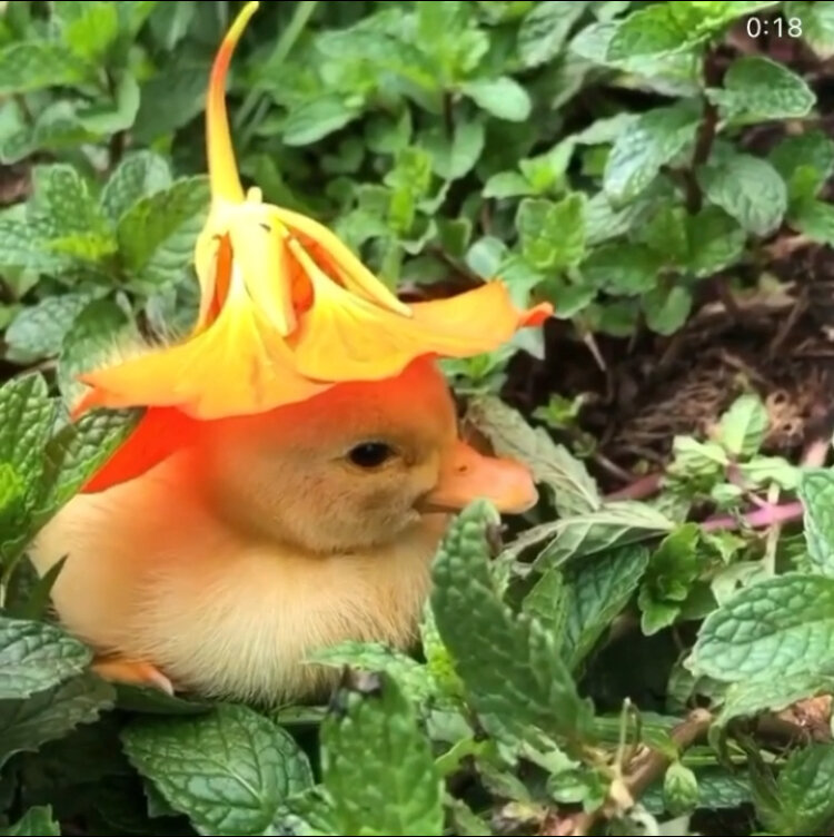 Зрелость наступает ...