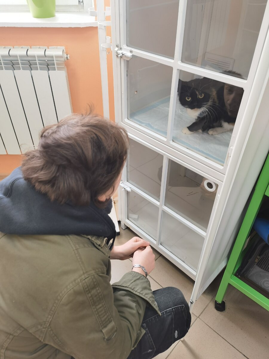 Стерилизация кошки