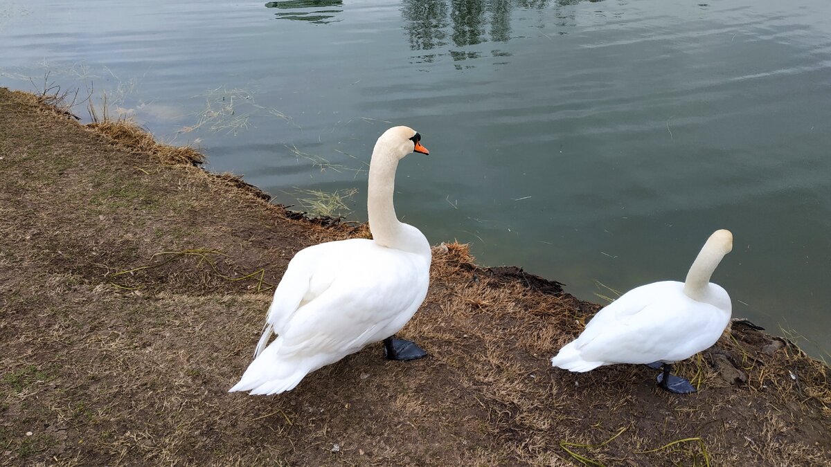 Лебеди в парке