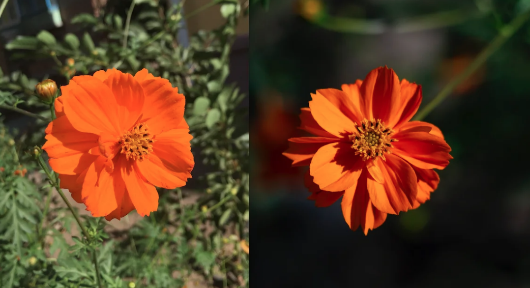 Iphone 6s vs. Sony Nex 3 + Helios 44M