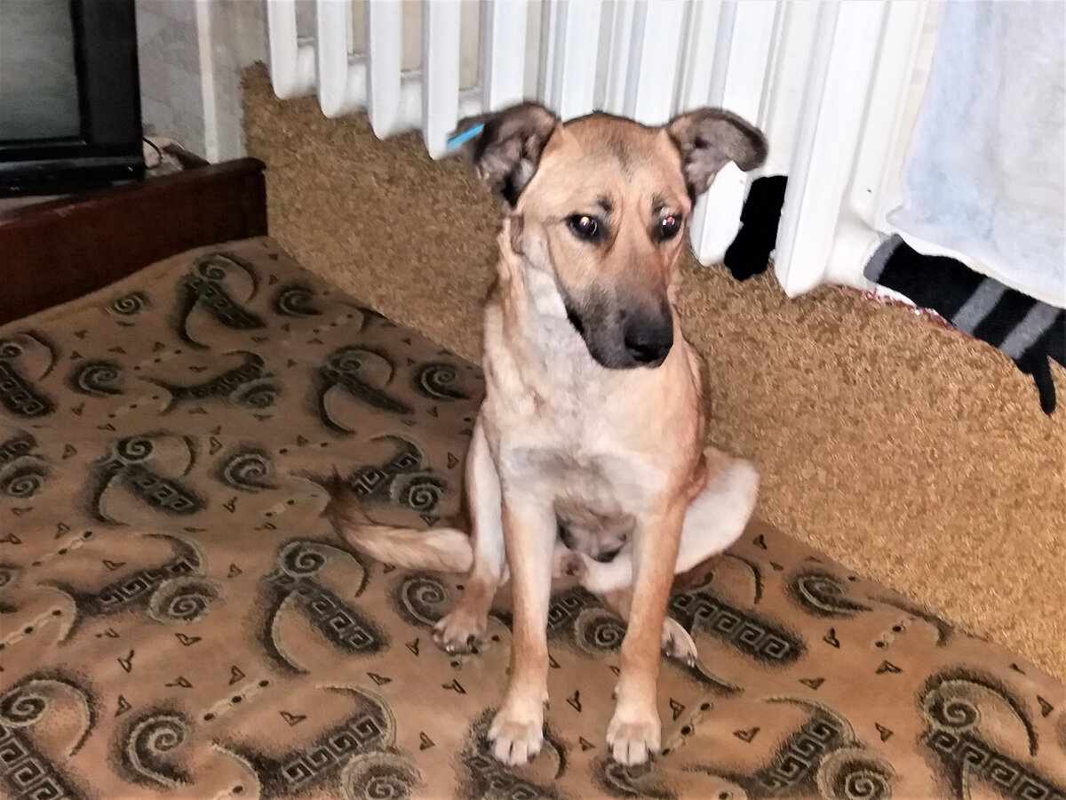 Рыжуля дома у Наташи