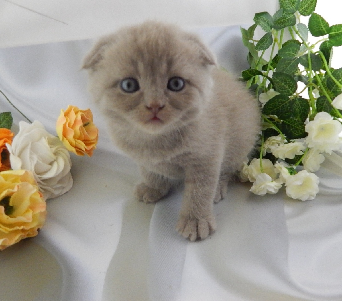 И угораздило родиться таким совершенством...Теперь затискают