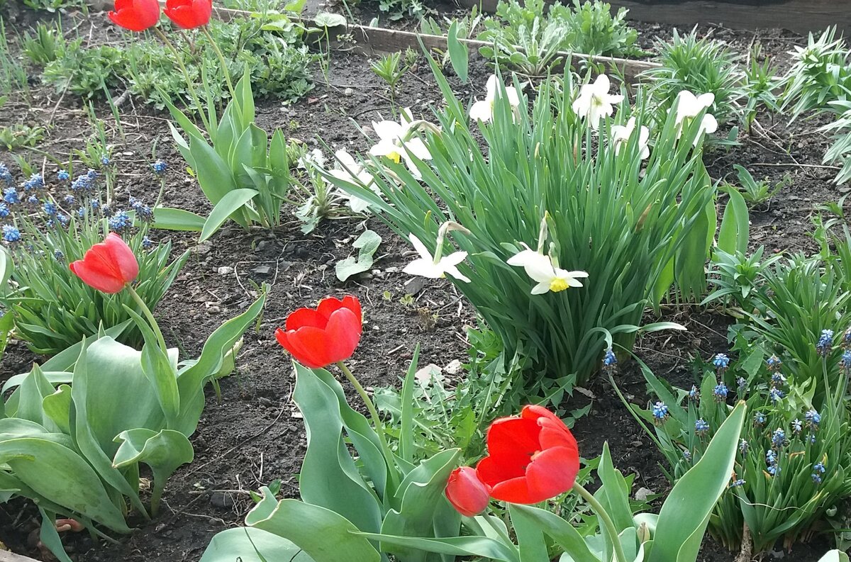 Первые, что радуют сердце по весне. Вот эти самые обычные нарциссы я искала очень долго - везде сортовые! А я хотела обычные... с детства