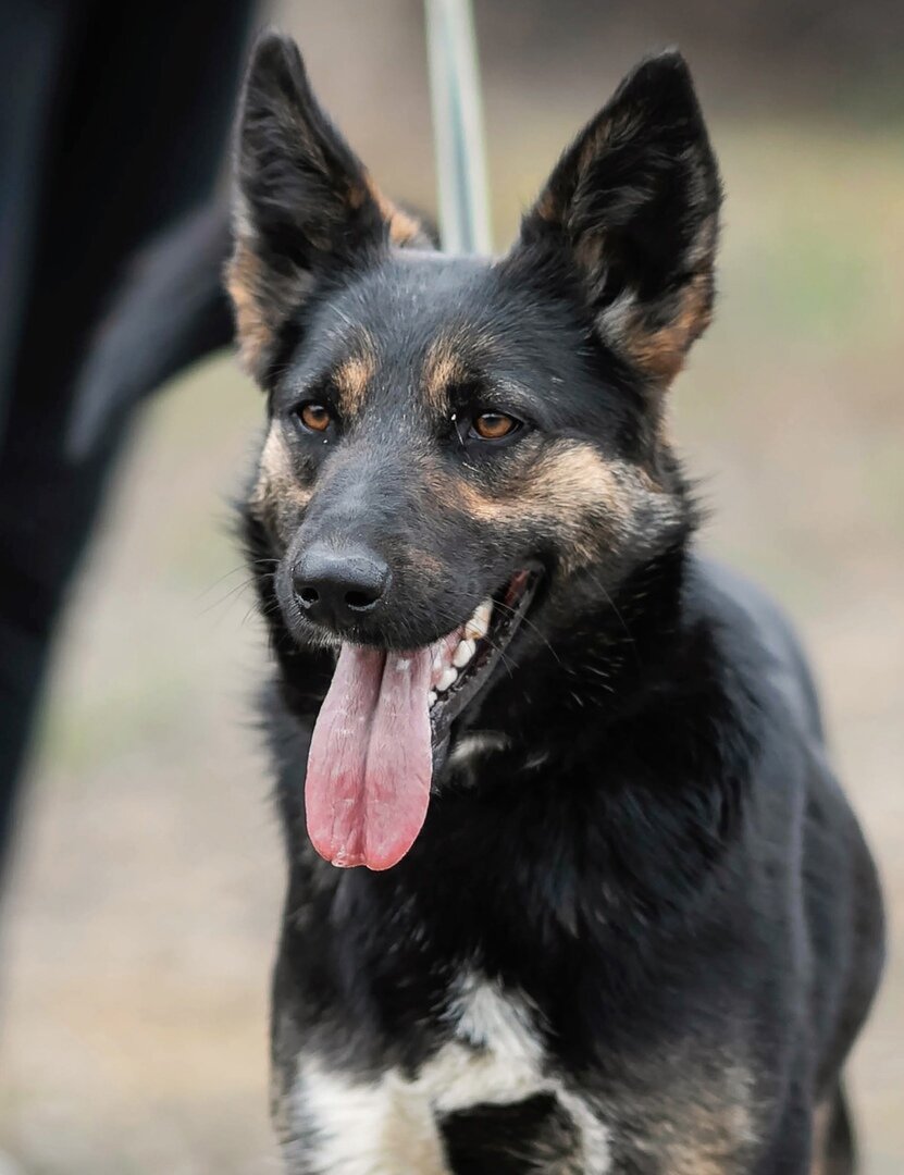 Как раз у Дуни, скорее всего, есть в предках овчарка. А значит, и есть качества характера, свойственные этой породе.