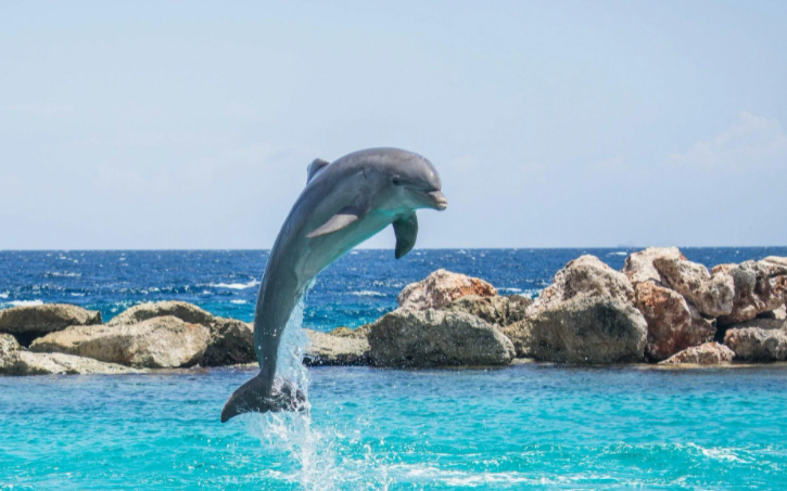 это фото дельфина из свободных источников, в момент нашей встречи я по понятным причинам, не могла фотографировать, но все было примерно так