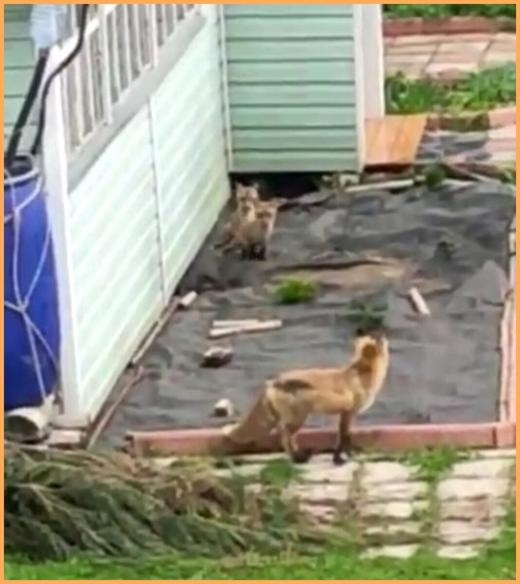 Двое лисят играют с ней наверху, а один сидит в норе. Фото сделано из видео с дальнего расстояния.