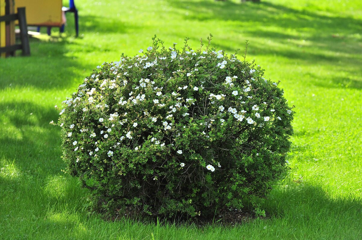 Фото из открытых источников. Думаю, достигнуть такого результата