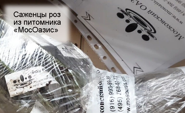 московский оазис питомник