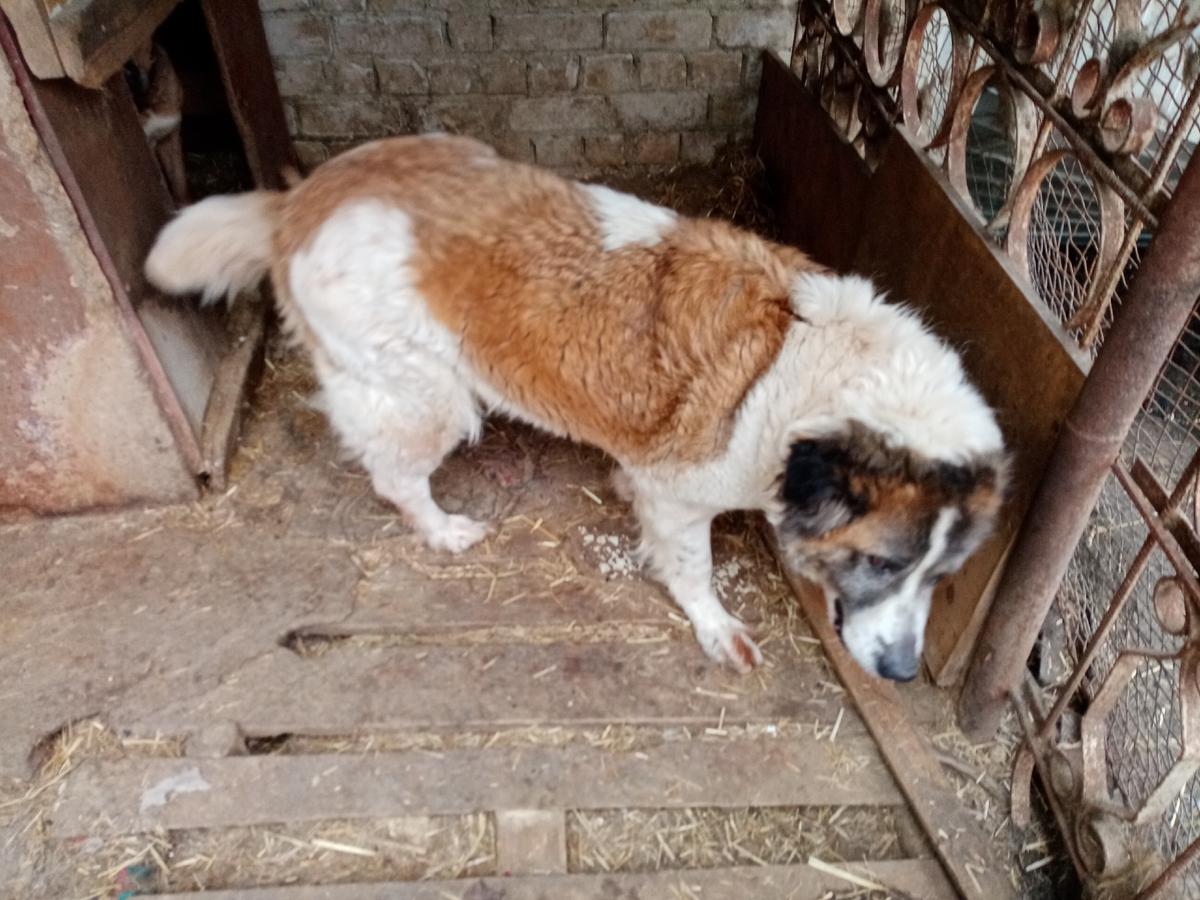 Буся, Бусинка, Бусильда. Фото из личного архива