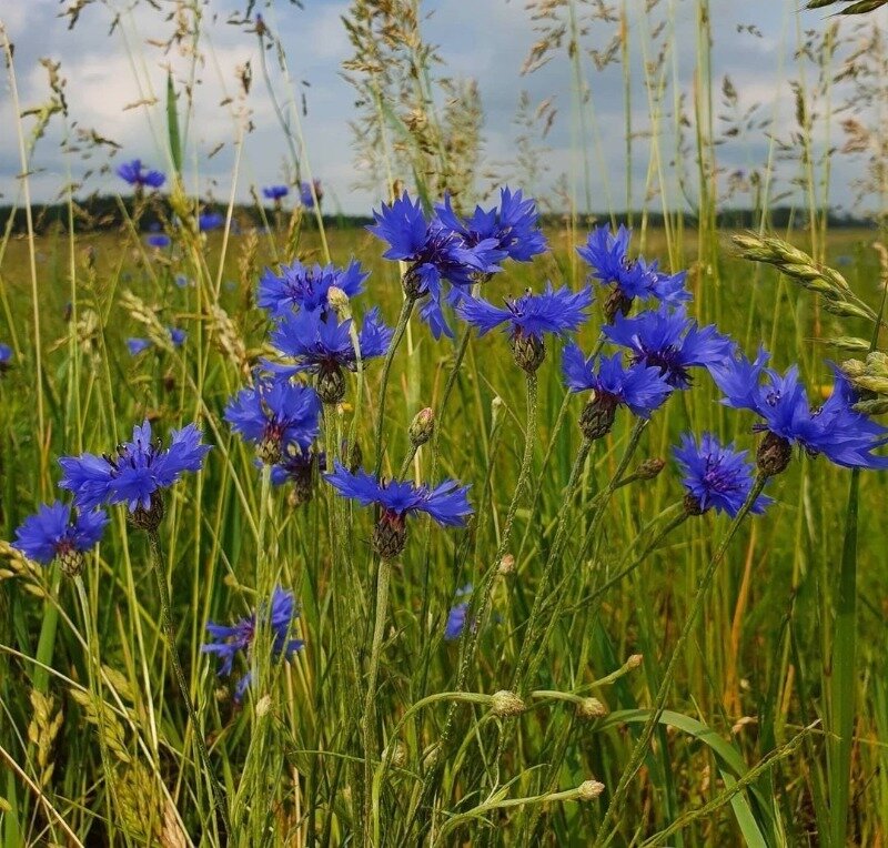 Прелестные в своей простоте, васильки запросто украсят ваш сад и привнесут нотку деревенского уюта. (Фото используется по стандартной лицензии ©hozvopros.com)