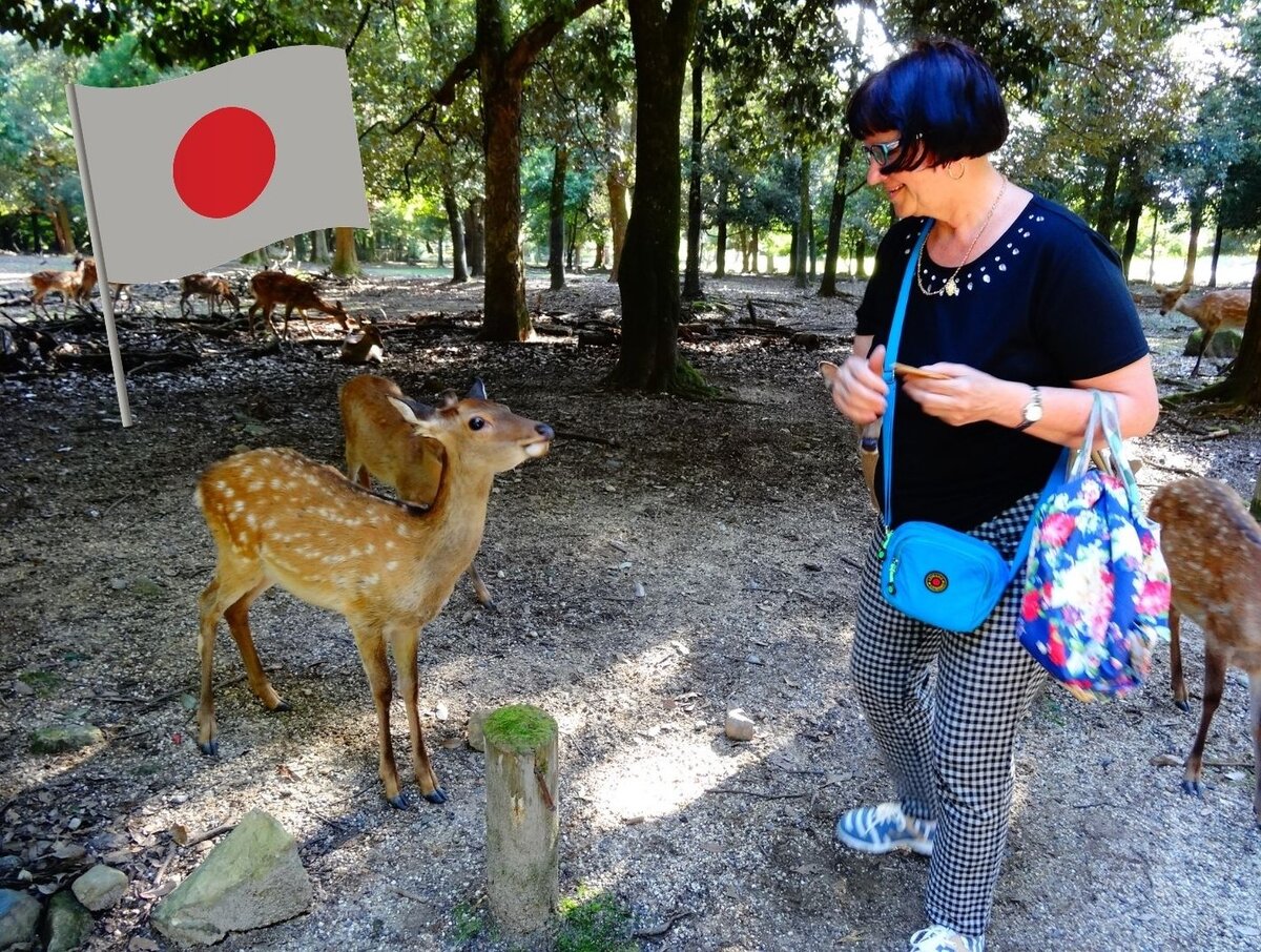 Моя мама кормит оленей в Наре.