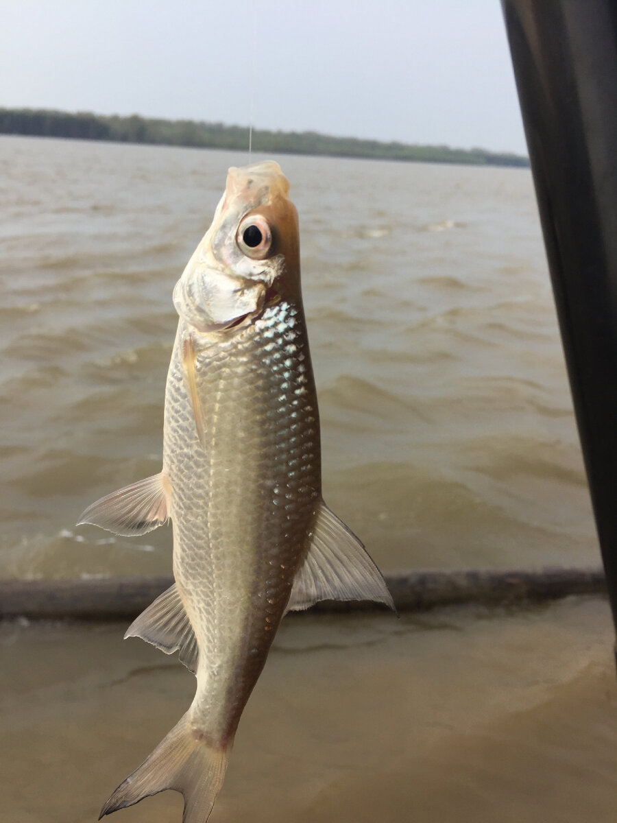 Небольшая плотвичка глубоко заглотила опарыша