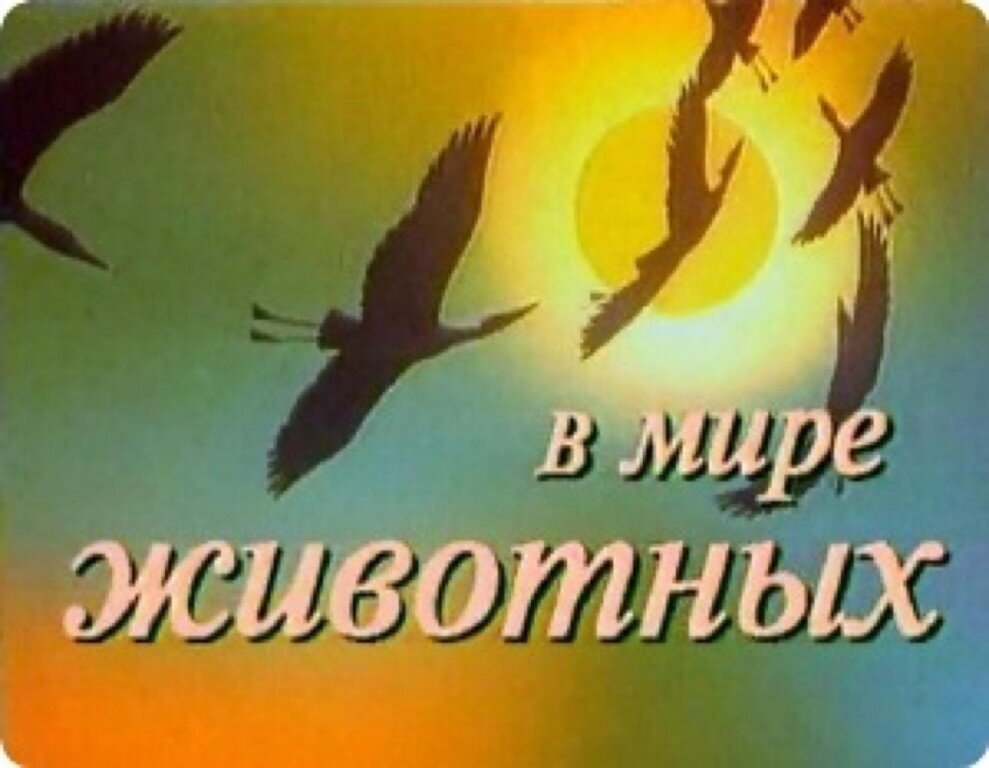 очень узнаваемый кадр