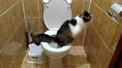 Как самостоятельно приучить котёнка к туалету