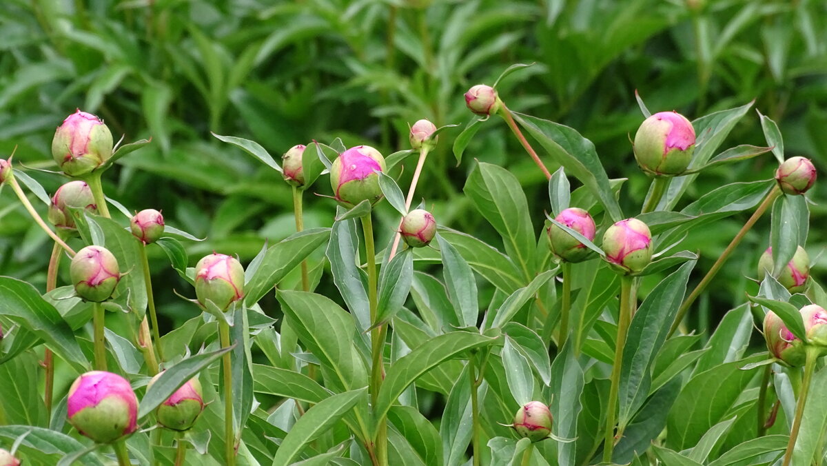 примерно вот так сейчас выглядят пионы в наших краях