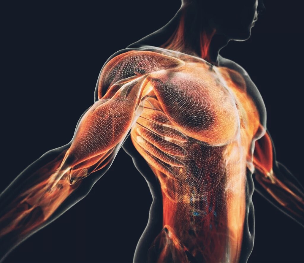 Боль в мышцах после тренировки: причины и лечение
