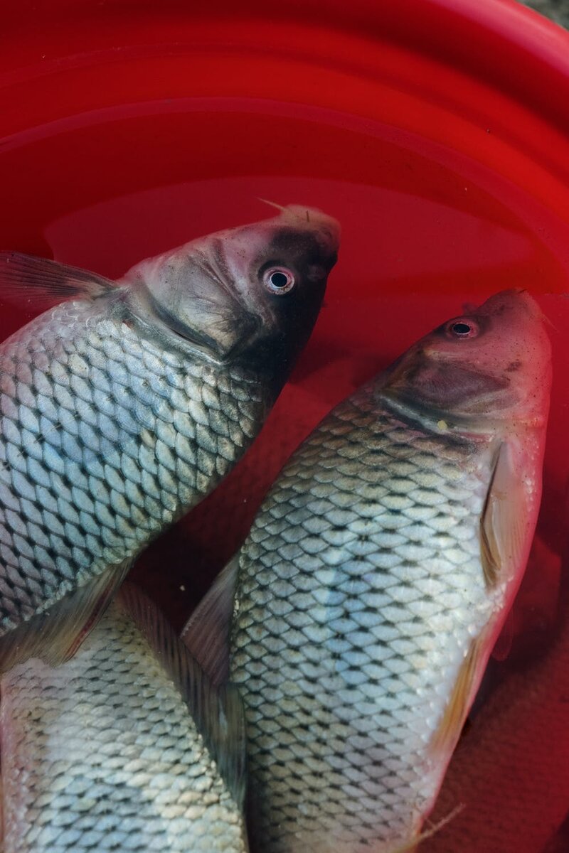 Фотография с фотостока pexels.com